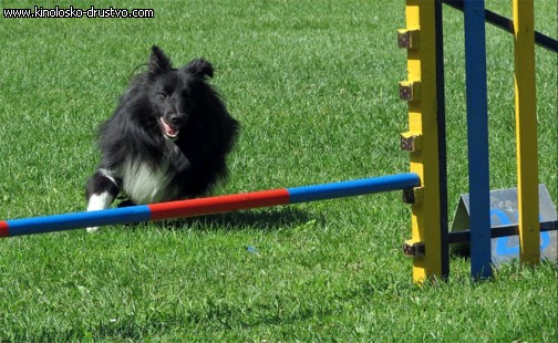 3. tekma za drzavno prvenstvo v agility 2012 11