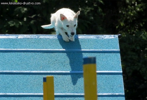 3. tekma za drzavno prvenstvo v agility 2012 14