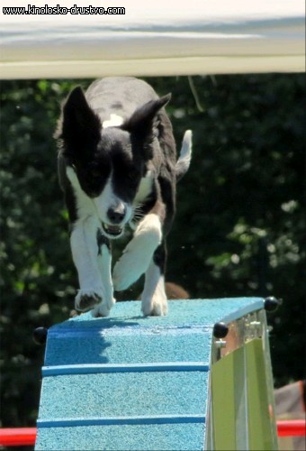 3. tekma za drzavno prvenstvo v agility 2012 20