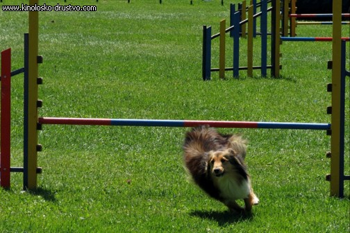 3. tekma za drzavno prvenstvo v agility 2012 28