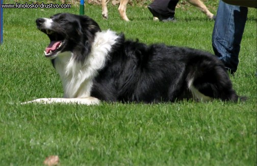 3. tekma za drzavno prvenstvo v agility 2012 30