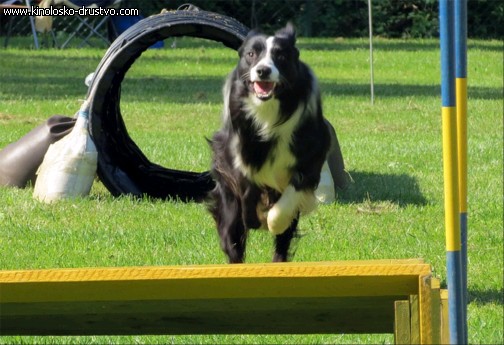 3. tekma za drzavno prvenstvo v agility 2012 38