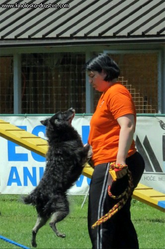 3. tekma za drzavno prvenstvo v agility 2012 39