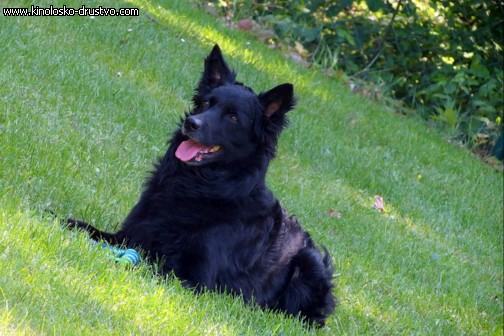 3. tekma za drzavno prvenstvo v agility 2012 40