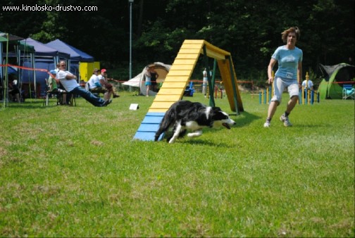 Agility 2011 - KD Slovenska Bistrica DSC 1188