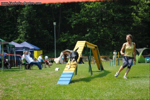 Agility 2011 - KD Slovenska Bistrica DSC 1193