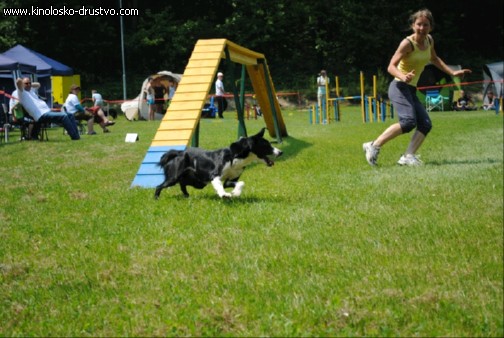 Agility 2011 - KD Slovenska Bistrica DSC 1194