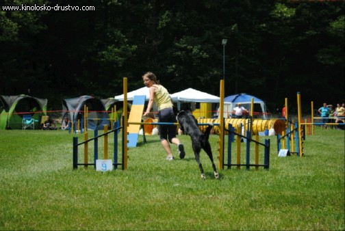 Agility 2011 - KD Slovenska Bistrica DSC 1198