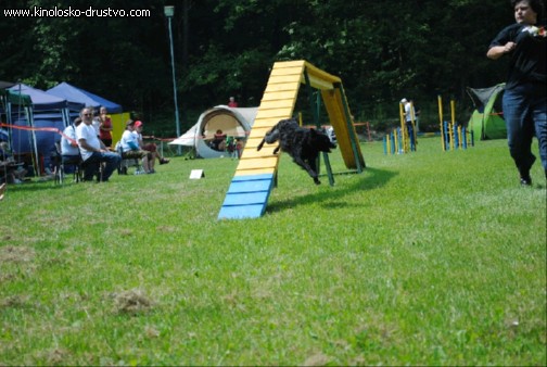 Agility 2011 - KD Slovenska Bistrica DSC 1219