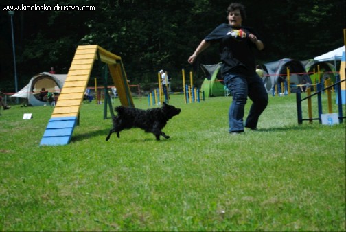 Agility 2011 - KD Slovenska Bistrica DSC 1220