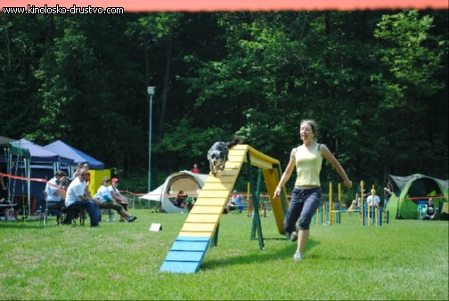 Agility 2011 - KD Slovenska Bistrica DSC 1224