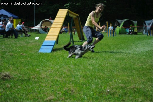 Agility 2011 - KD Slovenska Bistrica DSC 1226