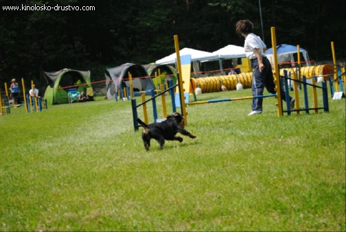 Agility 2011 - KD Slovenska Bistrica DSC 1255