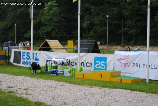 Agility 2011 - KD Slovenska Bistrica DSC 1267