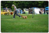 Agility 2011 - KD Slovenska Bistrica DSC 0325