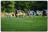 Agility 2011 - KD Slovenska Bistrica DSC 0341