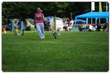 Agility 2011 - KD Slovenska Bistrica DSC 0372