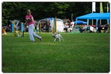 Agility 2011 - KD Slovenska Bistrica DSC 0373