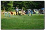 Agility 2011 - KD Slovenska Bistrica DSC 0382