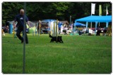 Agility 2011 - KD Slovenska Bistrica DSC 0385