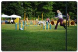 Agility 2011 - KD Slovenska Bistrica DSC 0411