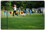 Agility 2011 - KD Slovenska Bistrica DSC 0442