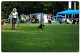 Agility 2011 - KD Slovenska Bistrica DSC 0466