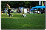 Agility 2011 - KD Slovenska Bistrica DSC 0482