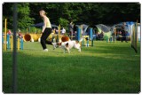 Agility 2011 - KD Slovenska Bistrica DSC 0483