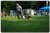 Agility 2011 - KD Slovenska Bistrica DSC 0542