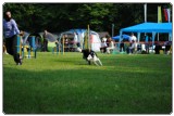 Agility 2011 - KD Slovenska Bistrica DSC 0551