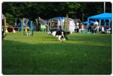 Agility 2011 - KD Slovenska Bistrica DSC 0552