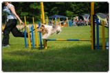 Agility 2011 - KD Slovenska Bistrica DSC 0674