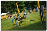 Agility 2011 - KD Slovenska Bistrica DSC 0678