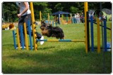Agility 2011 - KD Slovenska Bistrica DSC 0696 Agility 2011 - KD Slovenska Bistrica DSC 0696