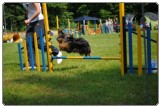 Agility 2011 - KD Slovenska Bistrica DSC 0696