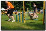 Agility 2011 - KD Slovenska Bistrica DSC 0707