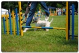 Agility 2011 - KD Slovenska Bistrica DSC 0722 Agility 2011 - KD Slovenska Bistrica DSC 0722