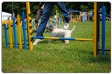 Agility 2011 - KD Slovenska Bistrica DSC 0722