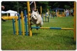 Agility 2011 - KD Slovenska Bistrica DSC 0723