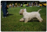 Agility 2011 - KD Slovenska Bistrica DSC 0724