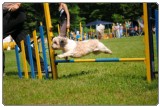 Agility 2011 - KD Slovenska Bistrica DSC 0739