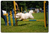 Agility 2011 - KD Slovenska Bistrica DSC 0746