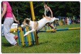 Agility 2011 - KD Slovenska Bistrica DSC 0767 Agility 2011 - KD Slovenska Bistrica DSC 0767