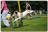 Agility 2011 - KD Slovenska Bistrica DSC 0767