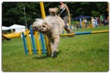 Agility 2011 - KD Slovenska Bistrica DSC 0781