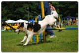 Agility 2011 - KD Slovenska Bistrica DSC 0791 Agility 2011 - KD Slovenska Bistrica DSC 0791