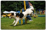 Agility 2011 - KD Slovenska Bistrica DSC 0791