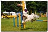 Agility 2011 - KD Slovenska Bistrica DSC 0799 Agility 2011 - KD Slovenska Bistrica DSC 0799