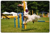 Agility 2011 - KD Slovenska Bistrica DSC 0799